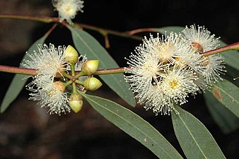 flower buds Eucalyptus parramattensis buds.jpg