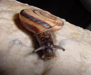 <i>Euhadra murayamai</i> Species of gastropod