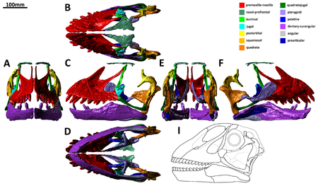 Euhelopus