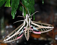 Eumorpha fasciatus Imago (Dewasa Ngengat) Oleh Shaina Noggle.JPG