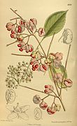 Euonymus maackii