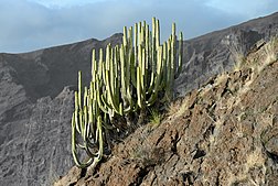Euphorbia canariensis, symbole des Canaries.