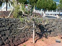 Euphorbia triangularis