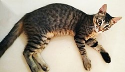 European Shorthair Wikipedia