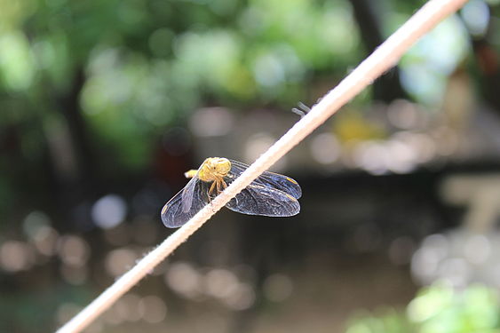 European dragonfly