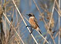 * Nomination European stonechat in the Simar Nature Reserve --Rhododendrites 00:50, 6 November 2023 (UTC) * Promotion  Support Good quality. --Tagooty 02:56, 6 November 2023 (UTC)