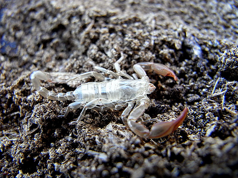 File:Euscorpion exuvia 2.jpg