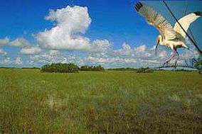 Imagine din Parcul Național Everglades