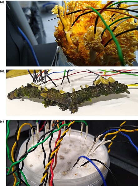 File:Experimental set-up to detect "language" of fungi derived from their electrical spiking activity.jpg