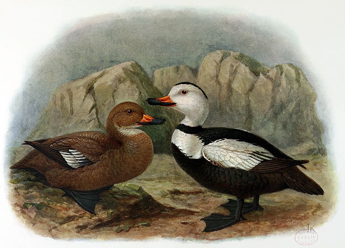 File:Extinctbirds1907 P36 Camptolaemus labradorius0363AA.jpg