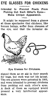 Chicken eyeglasses Small eyeglasses made for chickens