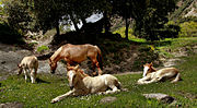 Vignette pour Pyrénées catalanes (cheval)