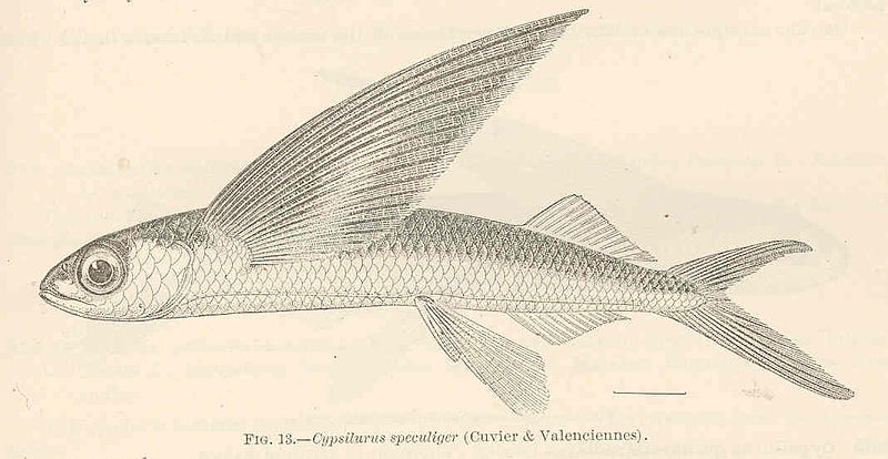 File:FMIB 39638 Cypsilurus speculiger (Cuvier & Valenciennes).jpeg