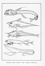 Vignette pour Liste d'espèces de poissons décrites dès 2011
