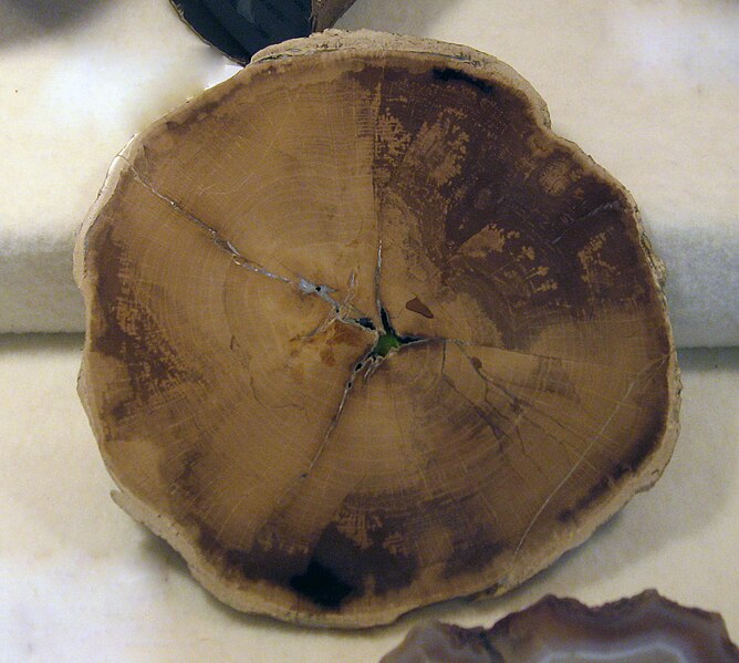 File:Fagus species fossil wood.jpg