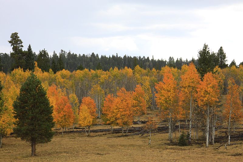 File:Fall Color on North Kaibab (5055021413).jpg