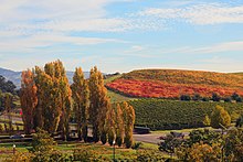 Fall in Napa Valley