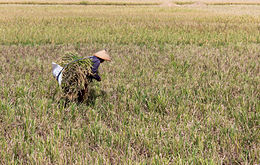 Photograph of a rice farmer amid a field of grass.