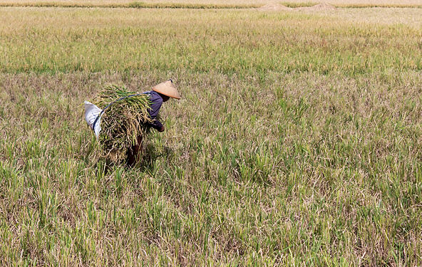 A rice farmer collecting the harvest. The conical caping hat keeps the farmer cool, whereas the satchel allows for more rice to be carried