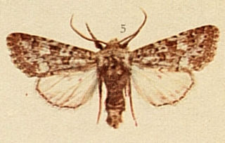 <i>Eumichtis</i> Subgenus of moths