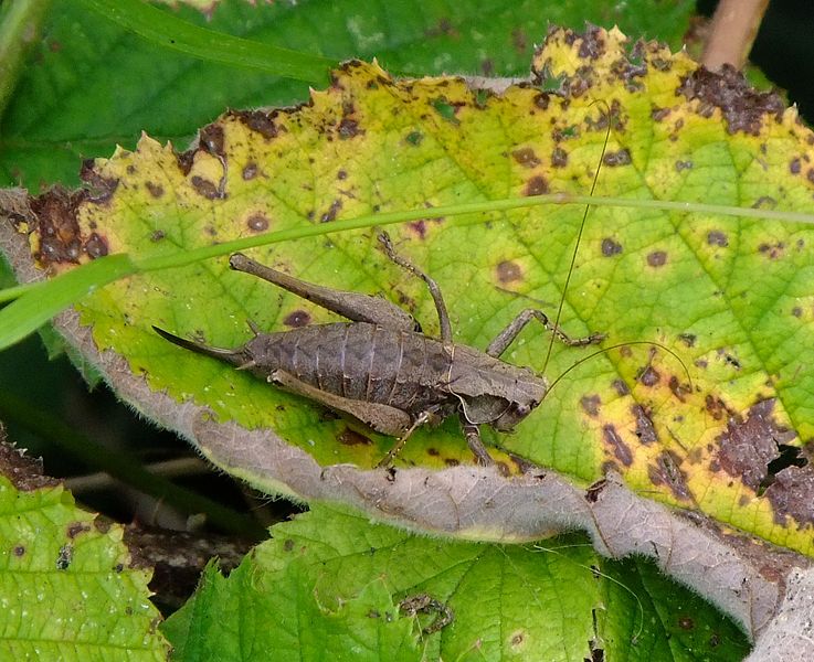 File:Female Dark bush cricket (Pholidoptera griseoaptera), Sandy, Bedfordshire (8001063764).jpg