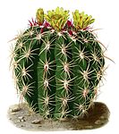 Ferocactus viridescens BlKakteenT177.jpg