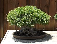 Ficus neriifolia as bonsai, San Diego Ficus neriifolia bonsai.jpg