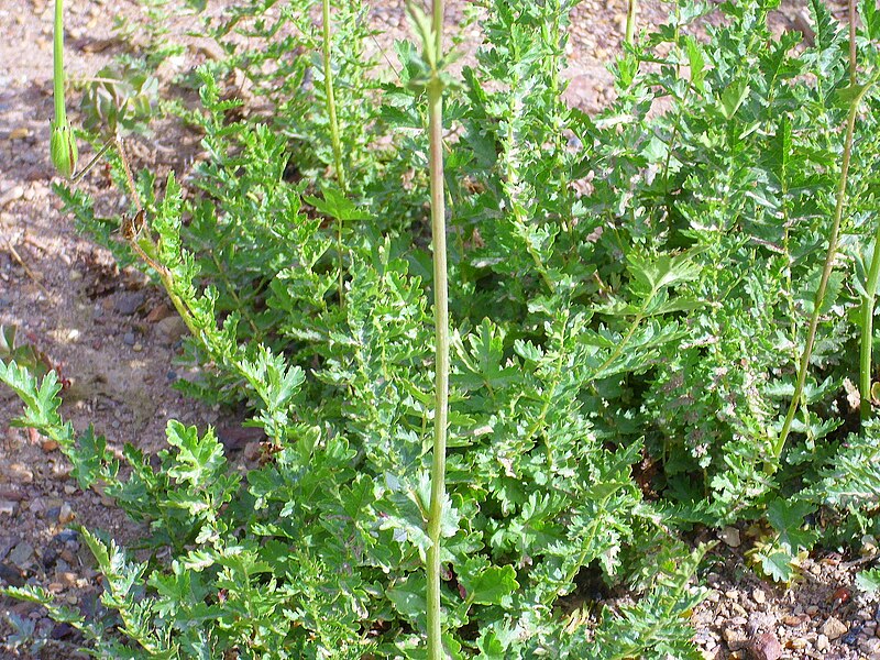 File:Filipendula vulgaris Hojasbasales Valderepisa 2012-05-31 SierraMadrona.jpg