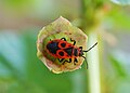 Firebug on fruit of Malva sylvestris