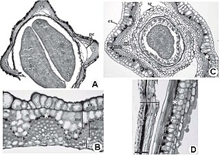 <span class="mw-page-title-main">Phytomelanin</span>