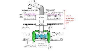 Flagellum Structure Arabic.jpg