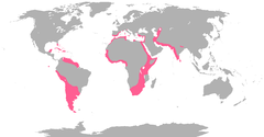 Distribuição global de flamingos