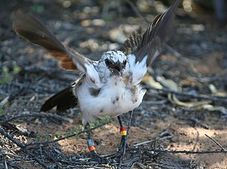 Pied babbler fledglings form short-term associations with foraging adults, where they follow and beg to gain food. Fledglings occasionally fight with their siblings over access to an adult. Fledgling beg.jpg