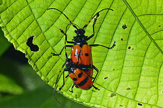 <i>Sternacanthus picticornis</i> Species of beetle