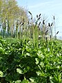 Plantago lanceolata