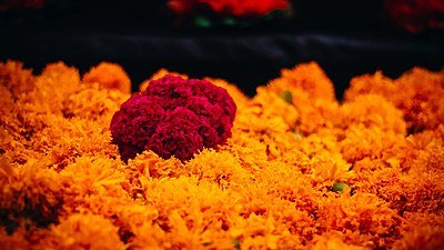 Цветы мёртвых — оранжевые бархатцы