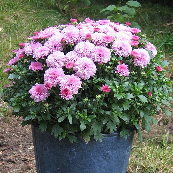 File:Flower bucket small.jpg