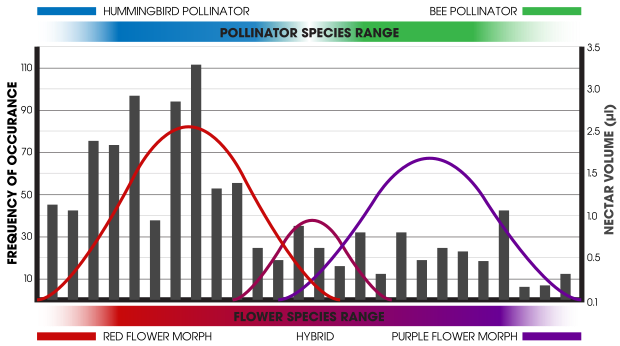 A hypothetical example of incipient speciation represented by differential geographic occurrence and nectar volume. The differing morphologies of the flower species results from selection towards traits that are more attractive to their available pollinators. The hummingbird has a greater affinity for red flowers and more nectar. The bee is attracted to purple flowers and demands less nectar. Hybrid flowers exist where ranges meet but are less attractive to pollinators thereby occurring less frequently.