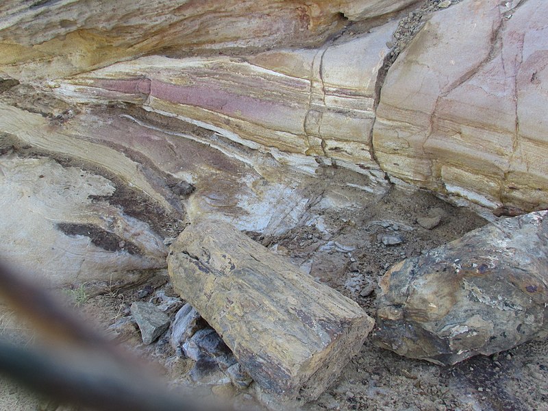 File:Fossil tree at dholavira, closer image.jpg