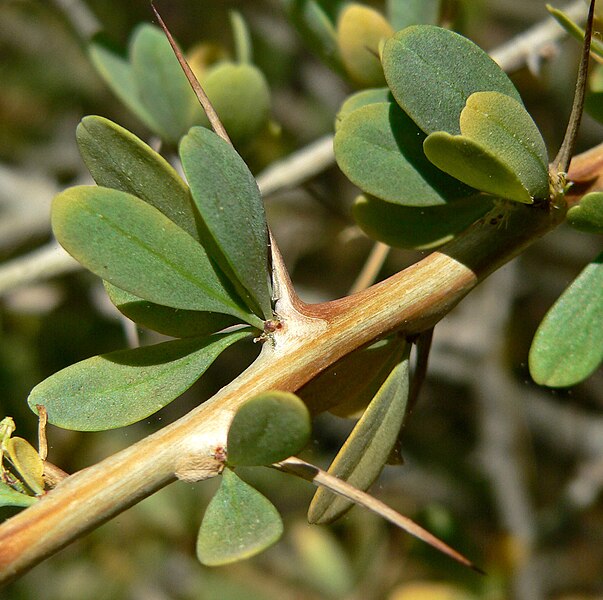 File:Fouquieria columnaris 1.jpg