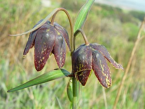 Fritillaria affinis 000.jpg