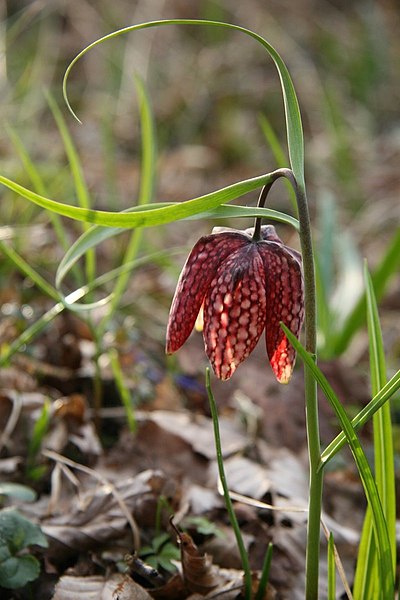 File:Fritillaria meleagris PID1328-1.jpg