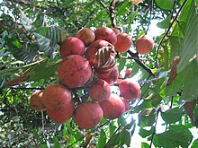 Fruits of Chisocheton paniculatus.JPG