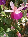 Fuchsia 'Blue sails'