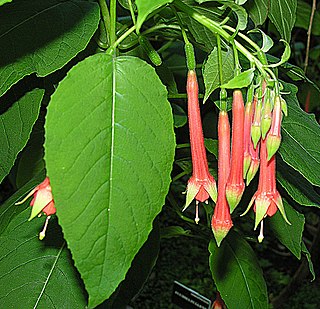 <i>Fuchsia fulgens</i> Species of flowering plant