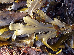 Fucus serratus een bruinwier (gezaagde zee-eik)