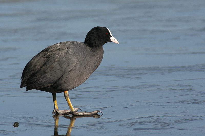 File:Fulica atra on ice.jpg