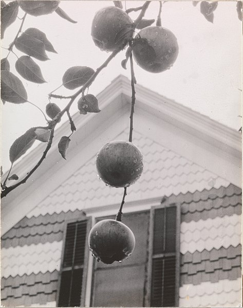 File:Gable and Apples MET DP232989.jpg