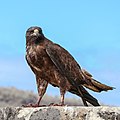 * Nomination Galapagos hawk (Buteo galapagoensis) in Santa Fe Island, Galápagos National Park, Ecuador. By User:Kersti Nebelsiek --Zzzs 22:13, 27 July 2024 (UTC) * Decline  Support Good quality. --Ermell 22:15, 27 July 2024 (UTC) Crop of an already existing QI.--Ermell 08:00, 28 July 2024 (UTC)