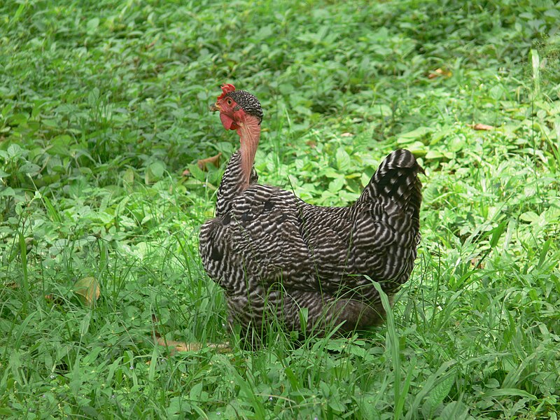 File:Gallina Pi-Rock.jpg